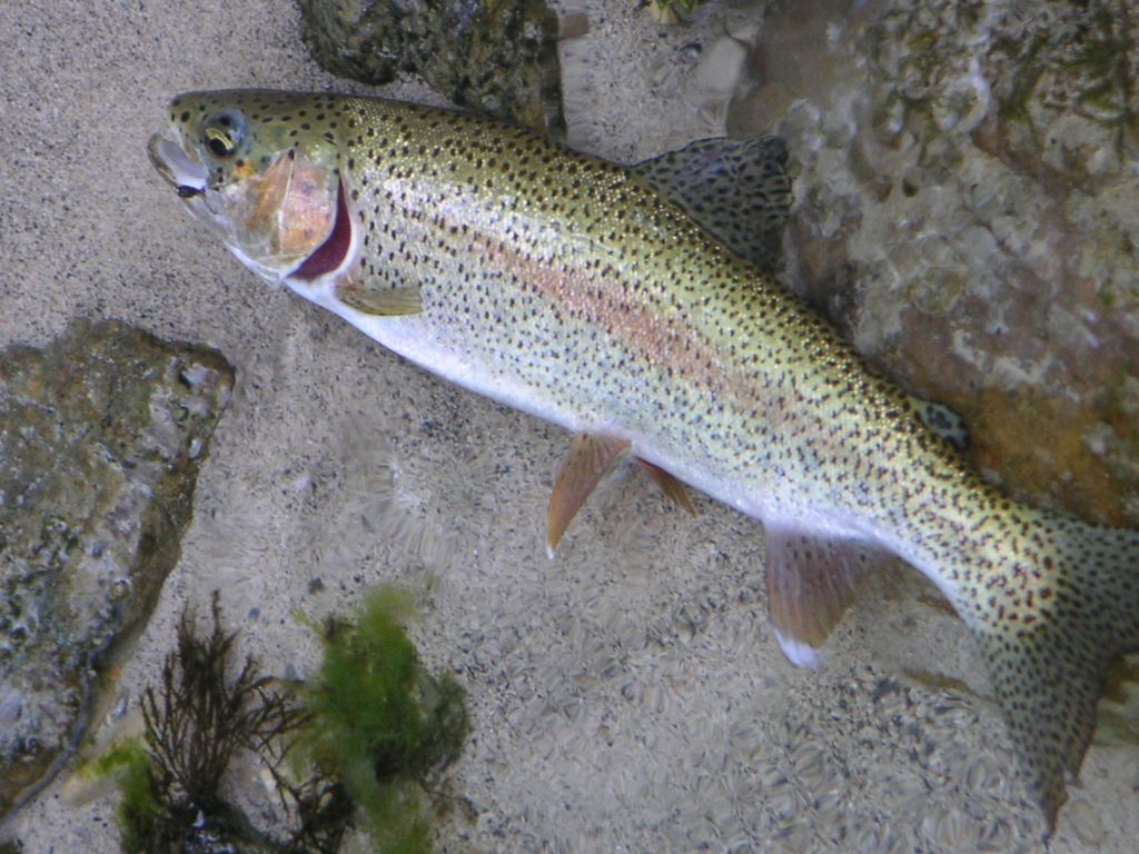 peche truite 74