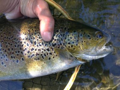 peche truite 74