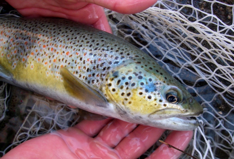 peche truite 74