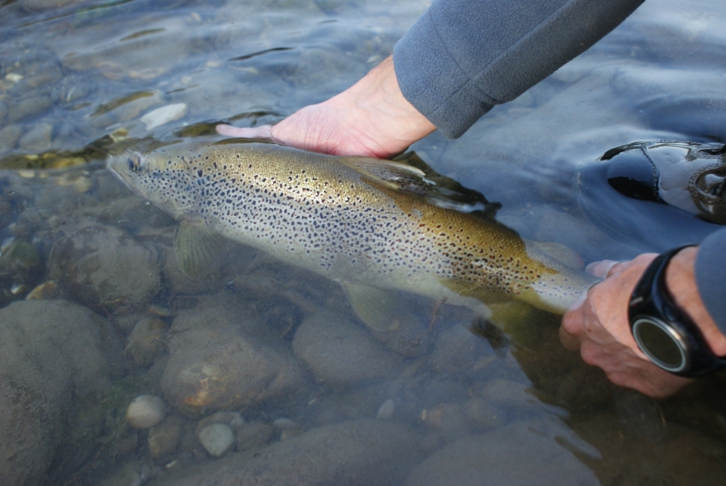 peche truite savoie