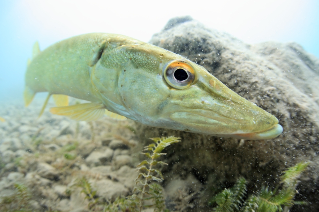 Brochet_R. Masson