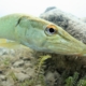 Brochet_R. Masson
